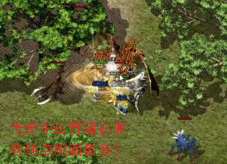 传奇中白野猪在哪些地点刷新最多? 传奇中白野猪在哪些地点刷新最多?